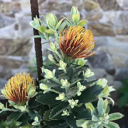 펜션 La Casita De Lucho *